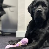 Hondenoppas werk Hengelo (Overijssel): baasje van Nova