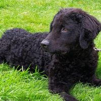 Hondenoppas werk Siegerswoude: baasje van Foke