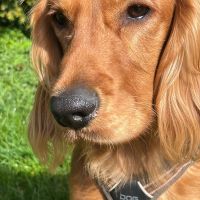 Hondenoppas werk Drachten: baasje van Bumper