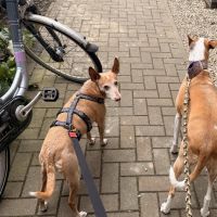 Hondenoppas Eindhoven: Wien