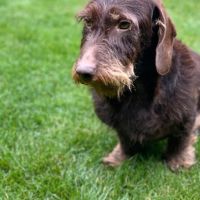 Hondenoppas werk Waalre: baasje van Rover en Cooper