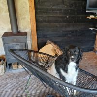 Hondenoppas werk Vaassen: baasje van Tommie