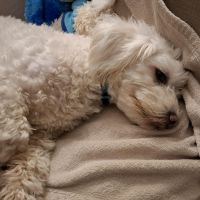 Hondenoppas werk Hardinxveld: baasje van Bobbir