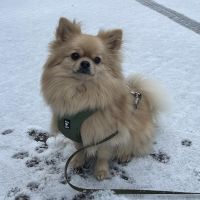 Hondenoppas werk Maassluis: baasje van James