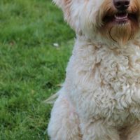 Hondenoppas werk Belfeld: baasje van Puck