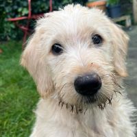 Hondenoppas werk Baarn: baasje van Coco