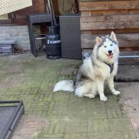 Hondenoppas werk Den Bosch: baasje van Dex