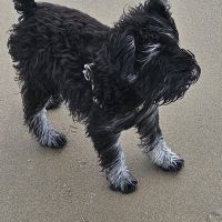 Hondenoppas werk Alphen aan den Rijn: baasje van Bowie