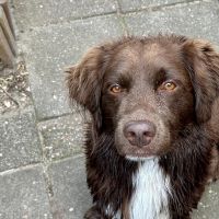 Hondenoppas werk Harderwijk: baasje van Marley 