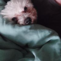 Hondenoppas werk Breda: baasje van Kruimeltje