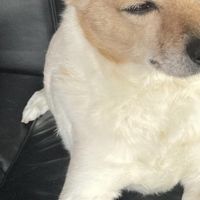 Hondenoppas werk Den Haag: baasje van Jaxx (9 jaar) 