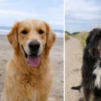 Hondenoppas werk Bocholtz: baasje van Sammie en Loetje