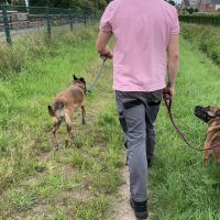 Hondenopvang Enschede: Brian