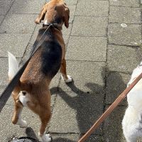 Hondenuitlaatservice Ede: Vincent