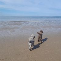 Hondenoppas werk Zuidlaren: baasje van Beer en Cato