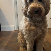 Hondenoppas werk Soestduinen: baasje van Pippa