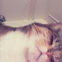 Hondenoppas Amsterdam: Sarah