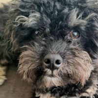 Hondenoppas werk Zaandam: baasje van Kenai