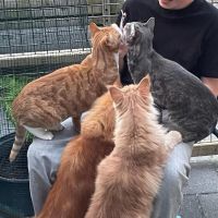 Hondenoppas Zaandam: Rein 