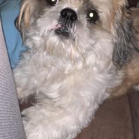 Hondenoppas werk Groningen: baasje van Kees