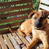 Hondenoppas werk Soest: baasje van Sem