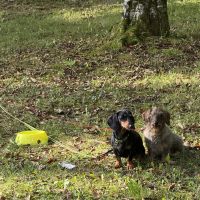 Hondenoppas werk Erm: baasje van Jopie en tinus