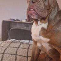 Hondenoppas werk Breda: baasje van Hulk