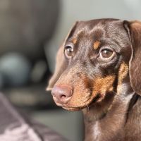 Hondenoppas werk Swalmen: baasje van Fien