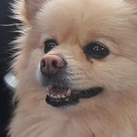 Hondenoppas werk Wijhe: baasje van Bailey 