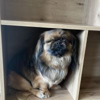 Hondenoppas werk Workum: baasje van Merel en Elijah