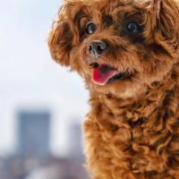 Hondenoppas werk Apeldoorn: baasje van Kyona