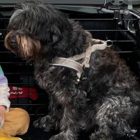 Hondenoppas werk Rheden: baasje van Seppe