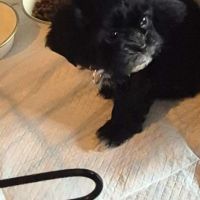 Hondenoppas Amersfoort: Moreno