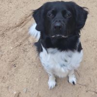 Hondenoppas werk Amersfoort: baasje van Ayden 