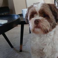 Hondenoppas werk Heerde: baasje van Astor