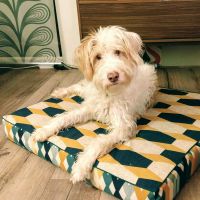 Hondenoppas werk Gemert: baasje van Tabi