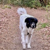 Hondenoppas werk Zuidwolde (Drenthe): baasje van Carlo