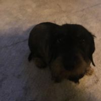 Hondenoppas werk Wijhe: baasje van Toos