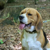 Hondenoppas werk Nijkerkerveen: baasje van Ollie