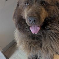 Hondenoppas werk Zwijndrecht: baasje van Nelson