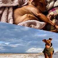 Hondenoppas werk Den Haag: baasje van Lupe