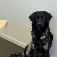 Hondenoppas werk Stadskanaal: baasje van Mila