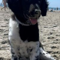 Hondenoppas werk Delft: baasje van Siep