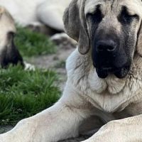 Hondenoppas werk Haarlem: baasje van Youke