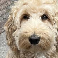 Hondenoppas werk Soest: baasje van Pippa