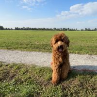 Hondenoppas werk Alphen aan den Rijn: baasje van Navy