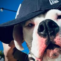 Hondenoppas werk Haarlem: baasje van Lola