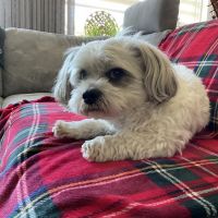 Hondenoppas werk Alkmaar: baasje van Bobbie