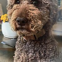 Hondenoppas werk Wassenaar: baasje van Charlie