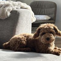 Hondenoppas werk Nunspeet: baasje van Teddy